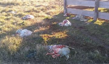 Imagen de Chascomús: faenaron ovejas de la escuela agraria y destrozaron un proyecto educativo