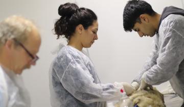 Imagen de La Costa: cuáles son las veterinarias que participarán de la campaña de vacunación antirrábica gratuita