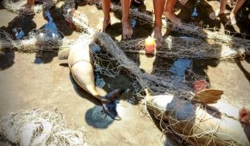 Imagen de Preocupación mundial por la Franciscana, un delfín que habita en la costa argentina