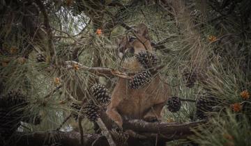 Imagen de Alarma en Ostende: apareció un puma trepado a un árbol