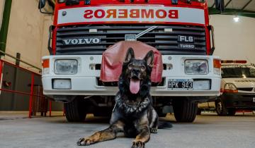 Imagen de Santa Teresita: el Cuartel de Bomberos sumó una nueva certificación y tiene la mayor cantidad de perros entrenados en búsqueda de personas del país