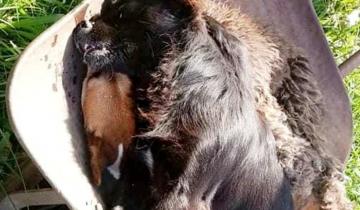 Imagen de Dolores: alarma y angustia por el envenenamiento mortal de perros