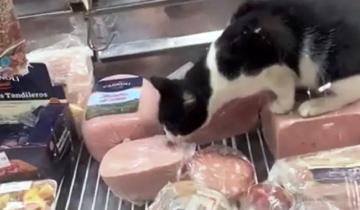 Imagen de Mar del Plata: clausuran una fiambrería luego de que se viralizara el video de un gato comiendo jamón cocido