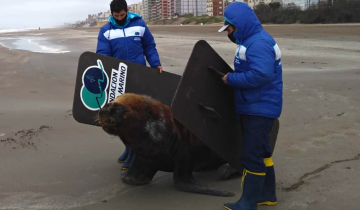 Imagen de Partido de La Costa: un león marino adulto salió a descansar en las playas de San Bernardo