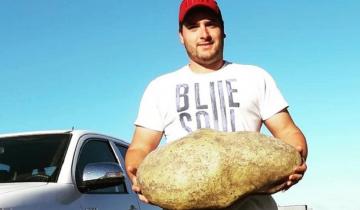 Imagen de Sorpresa en Benito Juárez: cosecharon una papa gigante de casi 4 kilos