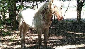 Imagen de Indignación por un supuesto caso de maltrato animal en Chascomús