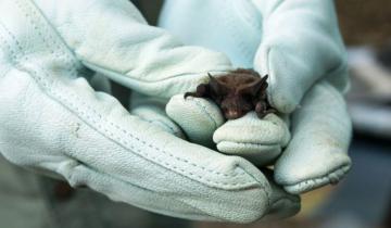 Imagen de Tandil: en un mes ya detectaron 5 casos de murciélagos con rabia