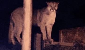 Imagen de Video: atraparon a un puma que causó terror entre los vecinos de un barrio de Bahía Blanca