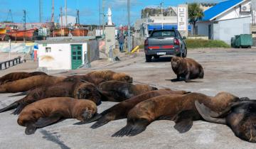 Imagen de Implementan un programa para desplazar a los lobos marinos de zonas operativas del puerto de Mar del Plata
