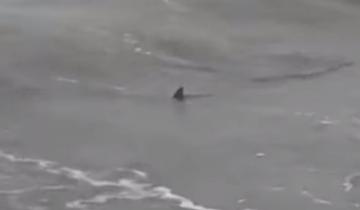 Imagen de Aparecieron tiburones en la costa de Monte Hermoso