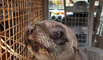 Imagen de Un pequeño lobo marino fue rescatado en una playa de Villa Gesell