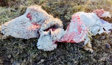 Imagen de Faenaron animales y hurtaron elementos en una quinta de General Madariaga