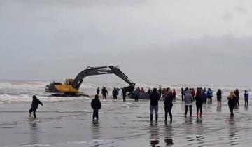 Imagen de Una ballena está varada en la costa de Mar del Tuyú