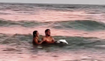 Imagen de Monte Hermoso: una pareja sacó a un pingüino del mar para sacarse fotos y desató indignación