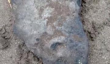 Imagen de Hallaron restos fósiles de un gliptodonte en Nueva Atlantis