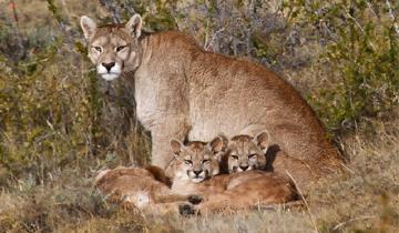 Imagen de Advierten que se duplicaron las apariciones de pumas en la Provincia