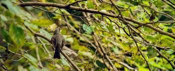 Imagen de Hoy podes disfrutar de un avistaje de la naturaleza en General Lavalle