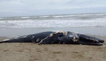 Imagen de Apareció una ballena sin vida en las costas de Mar Chiquita