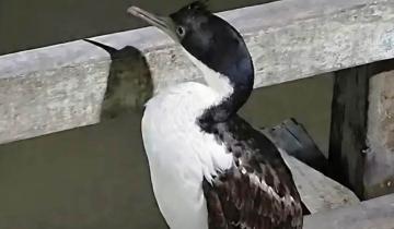 Imagen de Partido de La Costa: prohíben el ingreso al muelle de Mar del Tuyú a un pescador acusado de golpear a un cormorán