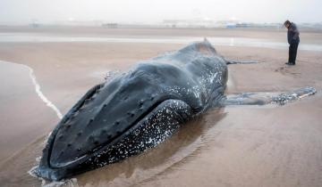 Imagen de Apareció una ballena muerta de 8 metros de largo en una playa de Mar del Plata