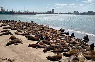 Imagen de Mar del Plata: cierran la Escollera Sur tras detectar gripe aviar en lobos marinos