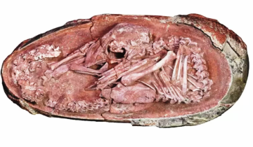 Imagen de Hallan un embrión de dinosaurio perfectamente preservado