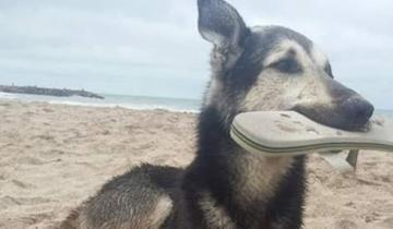 Imagen de Mirá las aventuras del perro roba ojotas que es sensación en las playas