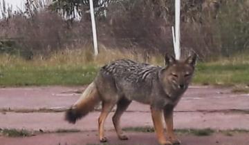 Imagen de Insólito: apareció un zorro en el patio de una casa en Villa Gesell