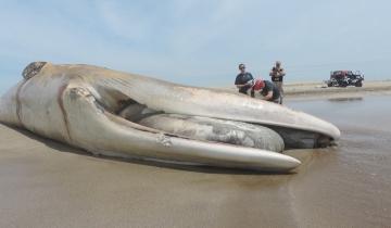 Imagen de La ballena encontrada al sur de Gesell llegó muerta y fue atacada por tiburones