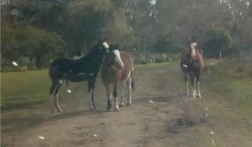 Imagen de Secuestran caballos que estaban sueltos en la Ruta 74