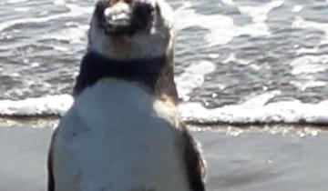 Imagen de Un pingüino apareció esta mañana en las playas de Costa del Este