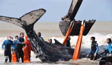 Imagen de Rescataron con éxito una ballena varada en las playas de Nueva Atlantis, que volvió a la profundidad del mar