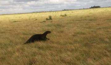 Imagen de La historia de Teuco: la nutria gigante que recorrió más de 2000 kilómetros y fue vista en Tordillo