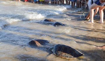 Imagen de La Fundación Mundo Marino reveló que más de la mitad de las tortugas rescatadas tienen plástico en sus intestinos