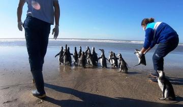 Imagen de Partido de La Costa: Mundo Marino superó los 10.000 animales asistidos  desde su creación