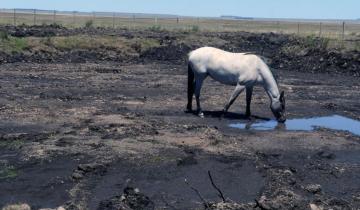 Imagen de Sequía en la región: declaran la emergencia agropecuaria para productores de Chascomús y General Paz