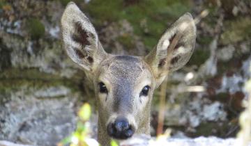 Imagen de Chubut: nació un huemul luego de 70 años y solo quedan 1500 en todo el mundo