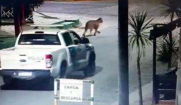 Imagen de Alerta en Villa Gesell por pumas sueltos