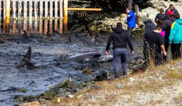 Imagen de Ushuaia: auxilian a decenas de delfines que habían quedado varados en la costa