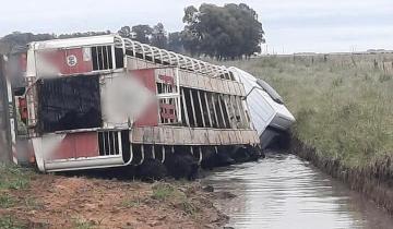 Imagen de Volcó un camión jaula con hacienda en un camino rural de Pila
