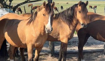 Imagen de Emergencia nacional por el virus que afecta a caballos: cuáles son las nuevas disposiciones anunciadas por SENASA