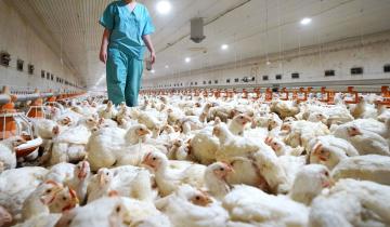 Imagen de Mar del Plata: se confirmó el primer caso de gripe aviar y ya murieron 22.000 aves en una granja
