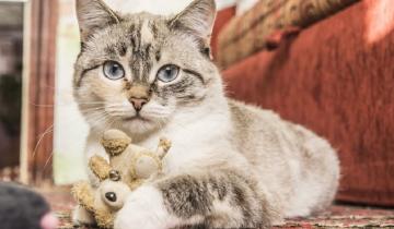 Imagen de Por qué el Día del Gato se celebra tres veces al año en Argentina y en el mundo