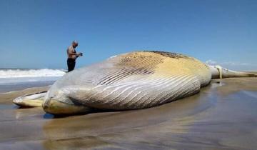 Imagen de ¿Cómo murió y a qué especie pertenece la ballena muerta hallada en Gesell?