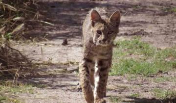 Imagen de Vecinos en alerta por la aparición de gatos monteses en Santa Clara del Mar