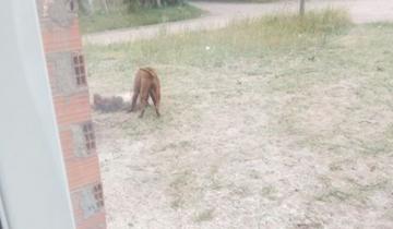 Imagen de Un pitbull atacó salvajemente a otro perro en Mar del Tuyú y lo mató