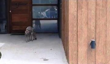 Imagen de Mar del Plata: un zorro se metió en el patio de una casa