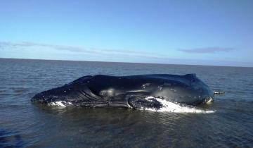 Imagen de Aumentó casi un 50% la cantidad de fauna marina hallada muerta en las costas bonaerenses