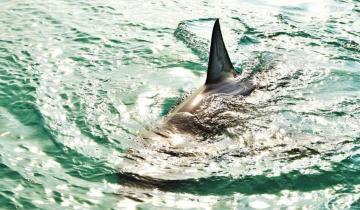 Imagen de Australia: un nadador fue devorado en Sídney por un tiburón blanco