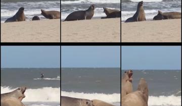 Imagen de Pinamar: captaron en video el nacimiento de un elefante marino en las playas de Cariló